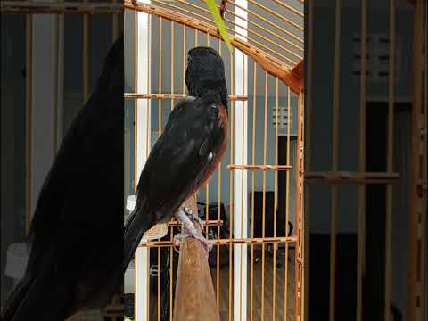 Curió Cantando Praia Clássico