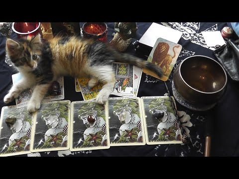 Kätzchen Glücksi will beim Wochenorakel helfen!