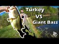 GIANT BASS Caught While Hunting URBAN TURKEYS