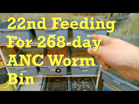 268-day African nightcrawler worm bin's 22nd feeding of veggies - vermicompost