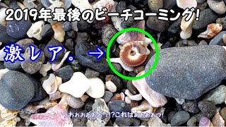 【ビーチコーミング / 貝殻拾い】激レア貝、ヤッコグルマ！ #3