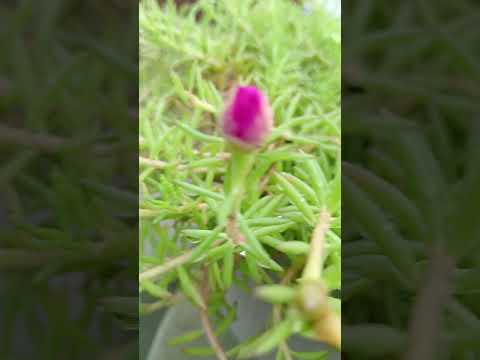 #kudrat #flower##happiness