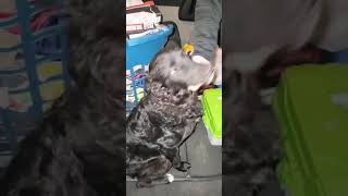 Video preview image #1 Alaskan Klee Kai-Poodle (Miniature) Mix Puppy For Sale in Lewistown, PA, USA