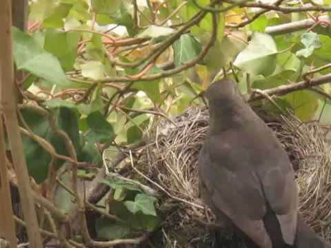 SUPERVIDEO Parallelfütterung Amselküken-blackbirds chicks feeding action-VID-7831-02-netgent.de