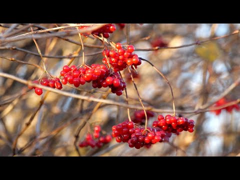 download lagu mp3 mp4 Drosselbeere, download mp3 Drosselbeere free downloadn, video klip Drosselbeere