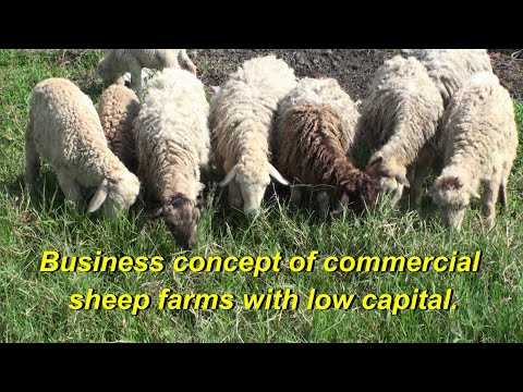 , title : 'Sheep Farm - How To Make Money - Best Ways To Make Money'