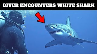 A Massive White Shark Came Up To A Diver. Then The Unthinkable Happened