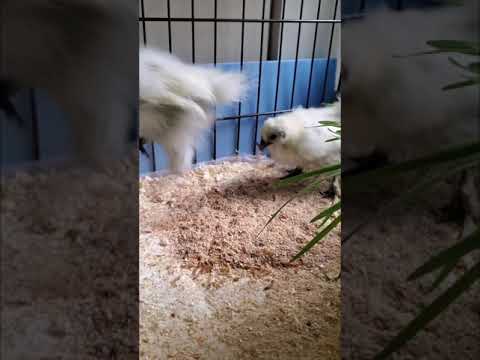 Silkie chicks eating mealworms 02（烏骨鶏の室内飼い #02 ミールワームで餌付け）
