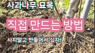 사과나무 묘목(M9,M26자근묘목) 만드는 방법
