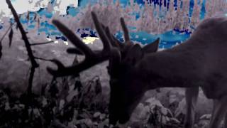 preview picture of video 'Hunt Huge Whitetails in North East Iowa'