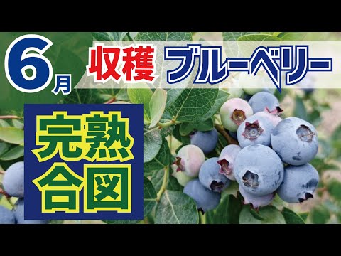 ブルーベリー狩り: これが最良の方法です 植物
