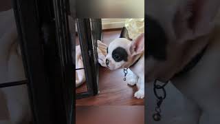 Tiny Frenchie gets upset when someone messes with his bed #frenchie #puppy
