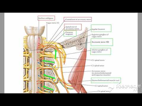 Accessory nerve 2