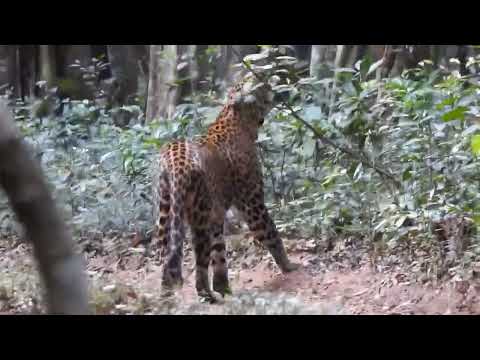 Naji Wilpattu Adventure 