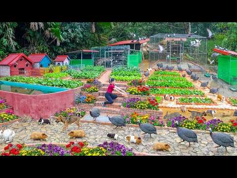 Full Build Video: DIY Backyard Farm - Pigeon & Chicken Coop, Brick Garden Beds, Big Cabbage Harvest