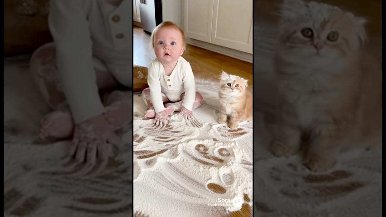 Who Did This ?!🤬（誰がこれやったの？！🤬）