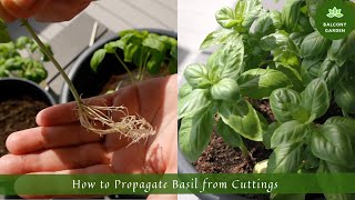 How to Propagate Basil from Cuttings - Fast and Simple