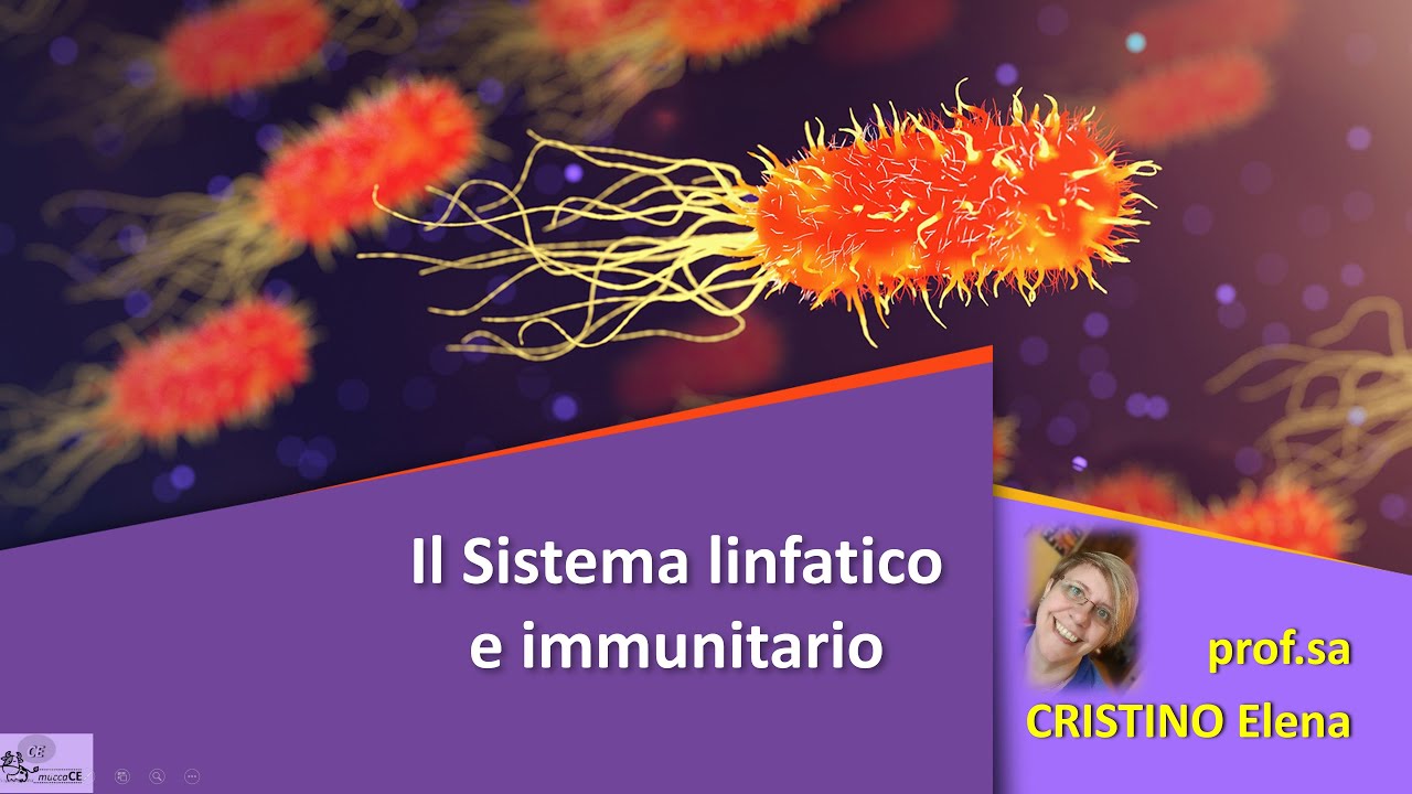 SISTEMA LINFATICO e IMMUNITARIO