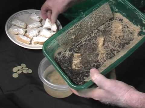 Whiteworms raising for tropical fish food