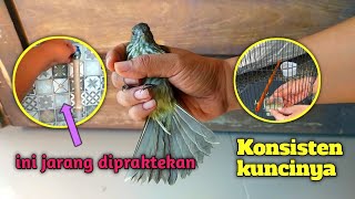 Download lagu There is a special therapy for making siri2/cucak rawis or masteran birds sing‼️watch this video mp3 Download lagu There is a special therapy for making siri2/cucak rawis or masteran birds sing‼️watch this video mp3