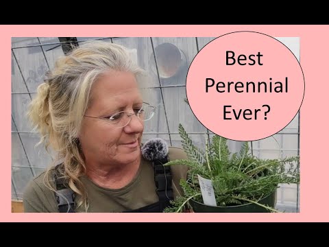 Yarrow: Best Perennial Ever?