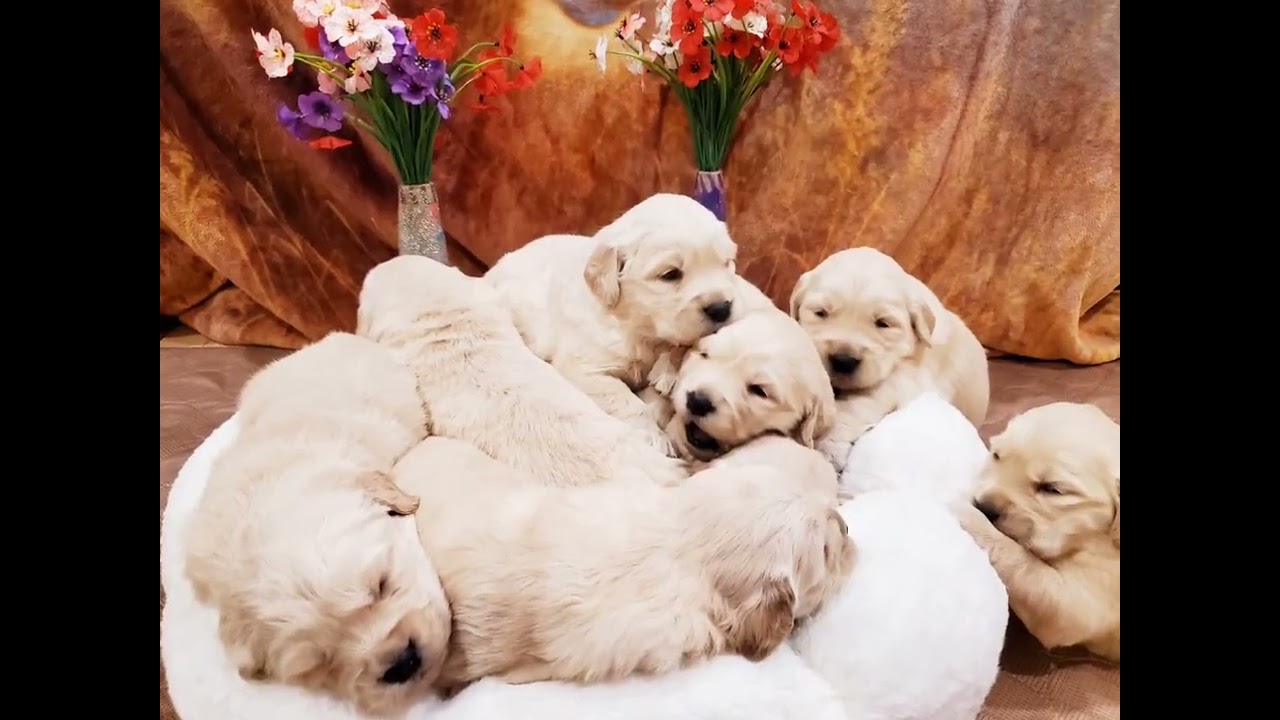 Get a Golden Retriever Puppy from Elite Golden Pups www.elitegoldenpup.com | CALL/TXT (973)845-8450