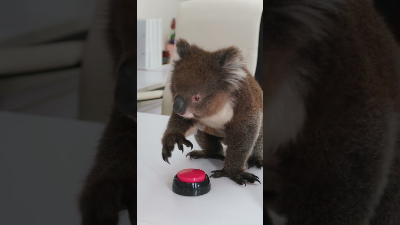 Roogenic Creative Meta Ad