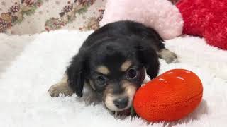 ハーフ犬の動画01