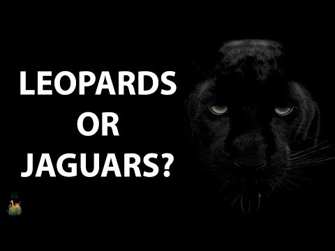 Panthers are actually jaguars or leopards?