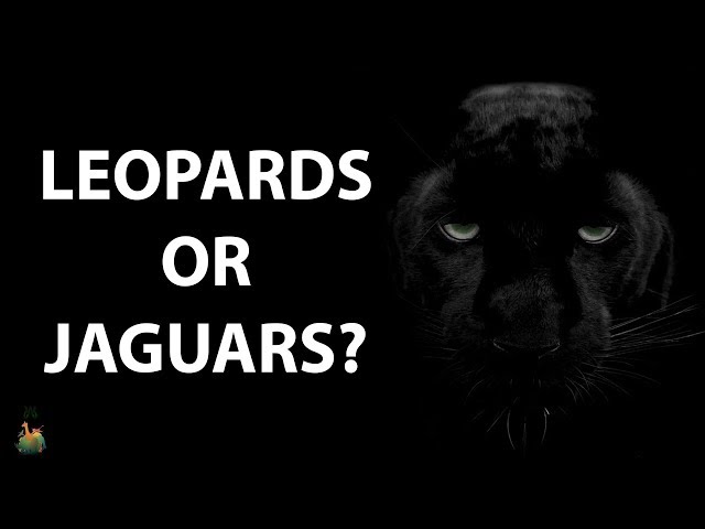 Video pronuncia di panther in Inglese