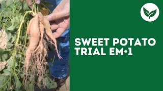 preview picture of video 'Sweet Potato Trial with Effective Microorganisms'