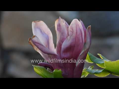 Magnolia liliiflora – The Stunning Purple Lily Magnolia with Elegant Tulip-Shaped Blossoms