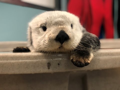 第 4 集: 他們水獺般可愛 (Episode 4: They Are Otterly Adorable)