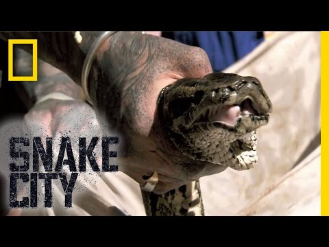 Massive Python Rescue | Snake City