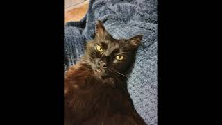 The Crowd - Cat Empire cover.