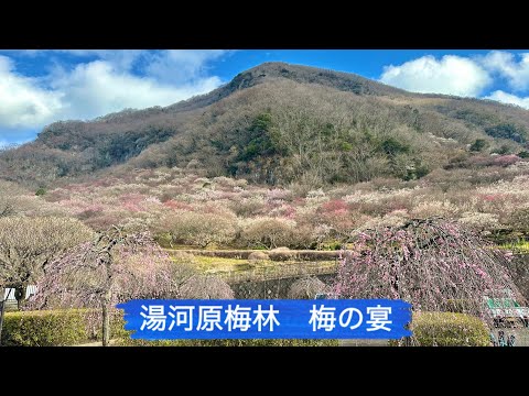 湯河原梅林「梅の宴」