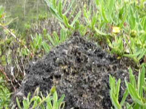 Cocktail ants on Kilimanjaro