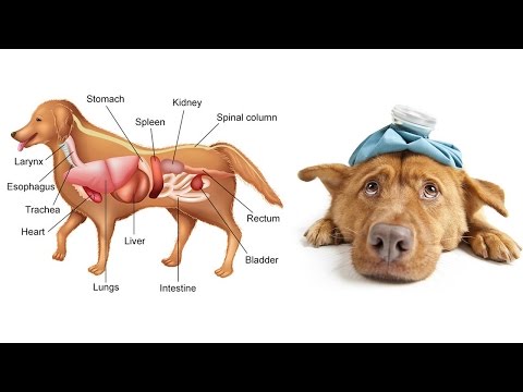 Über die Schultergelenke Zahnweh entzündete Lymphknoten im Hals