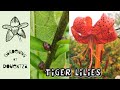 How to Propagate Tiger Lilies from Bulbils || Quick & Easy Guide