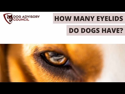 Dog Eyelids - How Many Eyelids Do Dogs Have? (Dog third eyelid)