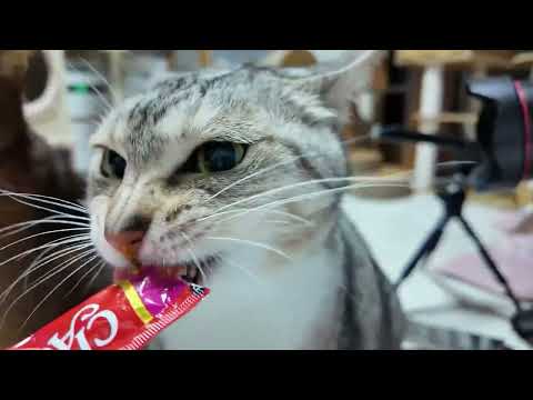 youtube-動物記事1970/01/01 09:00:00