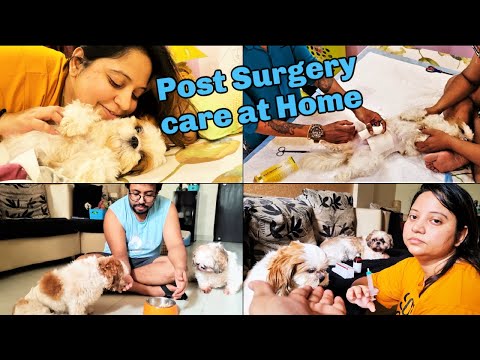 How is our puppy doing post spaying | Post surgery care at home for my puppy Video