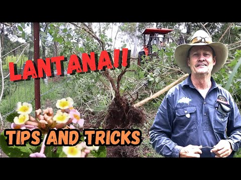 Bekommen Sie Lantana in den Griff?