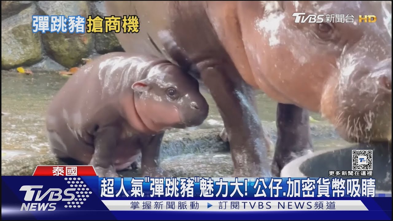 泰「彈跳豬」河馬爆紅!擬真蛋糕、美甲商機大