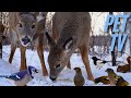 Two Deer, Birds, and a Squirrel Along a Snowy Lake | TV for Dogs and Cats