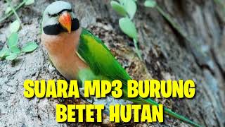 Download lagu Suara Pikat Pemanggil Semua Burung BETET hutan. mp3