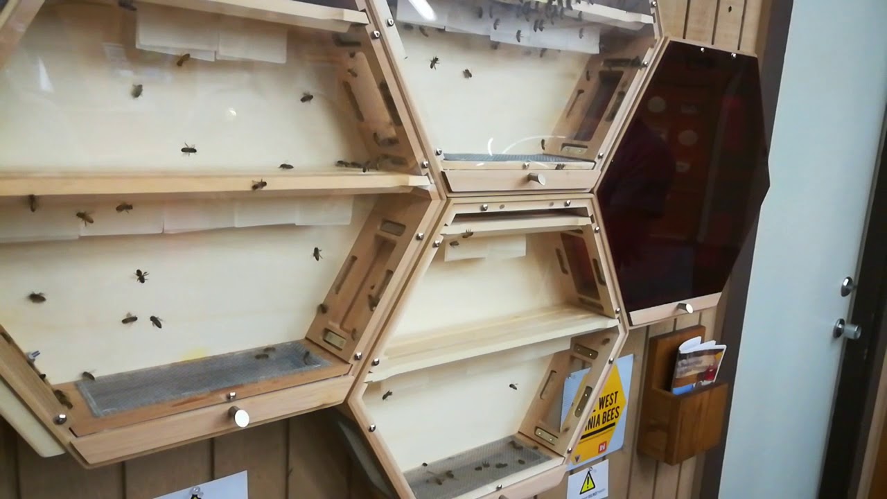 Education honeybee display at US Army Corp Engineers center Tyghart dam
