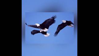 Find Your Wings (Mark Harris)