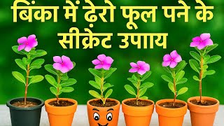 सदाबहार पौधे में बोनसाई बनाएं ज्यादा फुल पाने के लिए सीक्रेट खाद#gkgarden #garden #viralvideo #viral