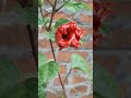 Hibiscus Flower Red Hibiscus Flower Amazing View Of Hibiscus Gudhal Ka Phool Flower Plants